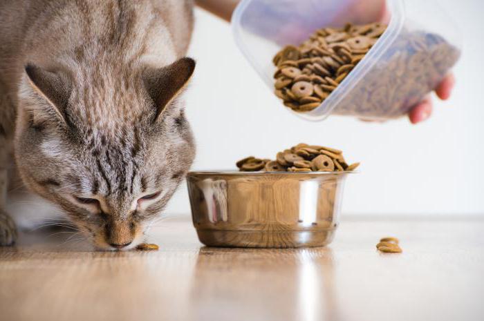 Acana - kediler için yiyecek: avantajlar, dezavantajlar ve yorumlar