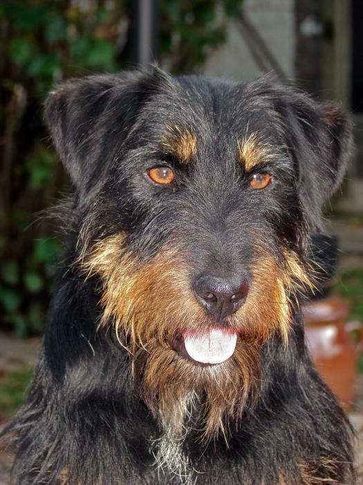 Ne tür bir köpek bir Alman yak-terrier?