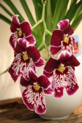 cumbria orkide