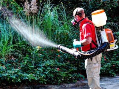 Sivrisinek alanının tedavisi - bahçıvanlar için ipuçları