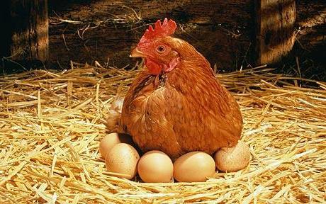 Rüya Yorumu: Tavukların Neye benzediği