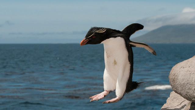 Penguen nerede yaşıyor Antarktika dışındaki nerede yaşayan penguenler?