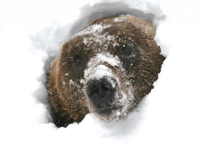Hayvanların özellikleri: ayı neden kış uykusuna düşüyor?