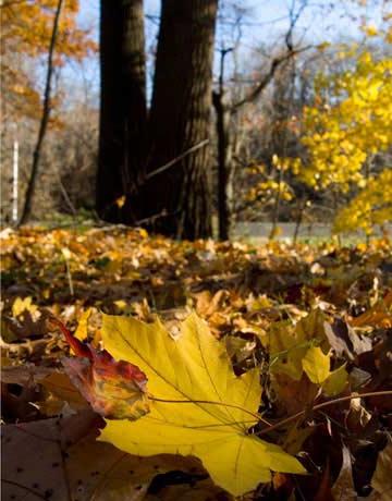 Sonbaharda yapraklar neden sarı renkte dönüyor? Öğreniriz!