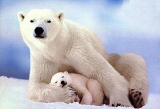 Kutup ayılarının bulunduğu karlı topraklar